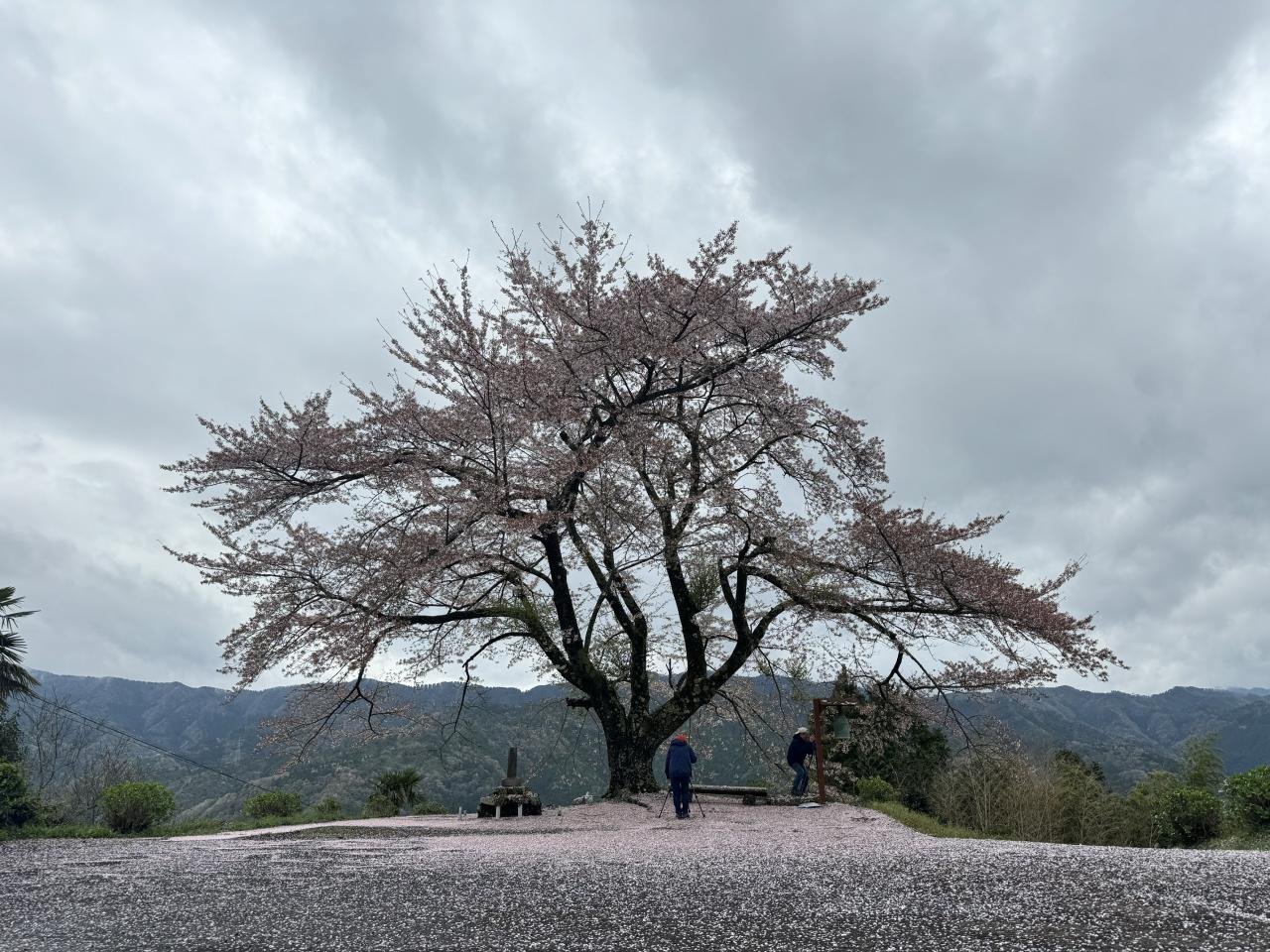4-14信正の桜