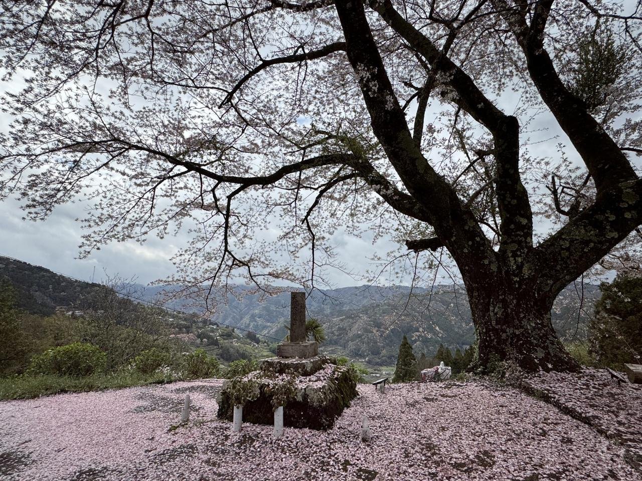 4-14信正の桜