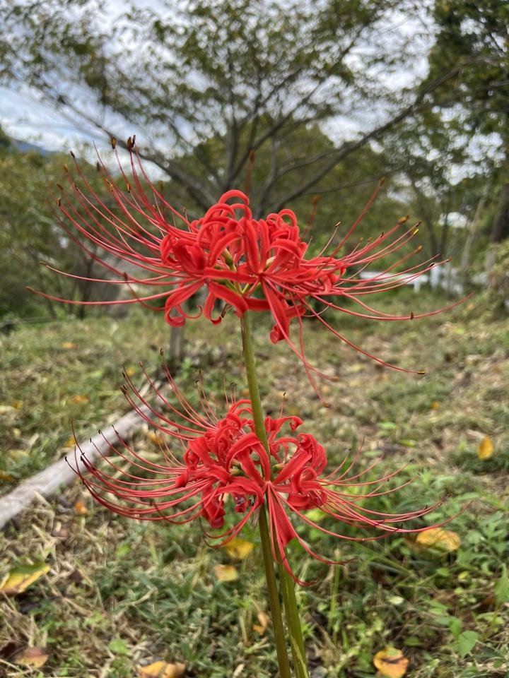 10-5岩脇城址