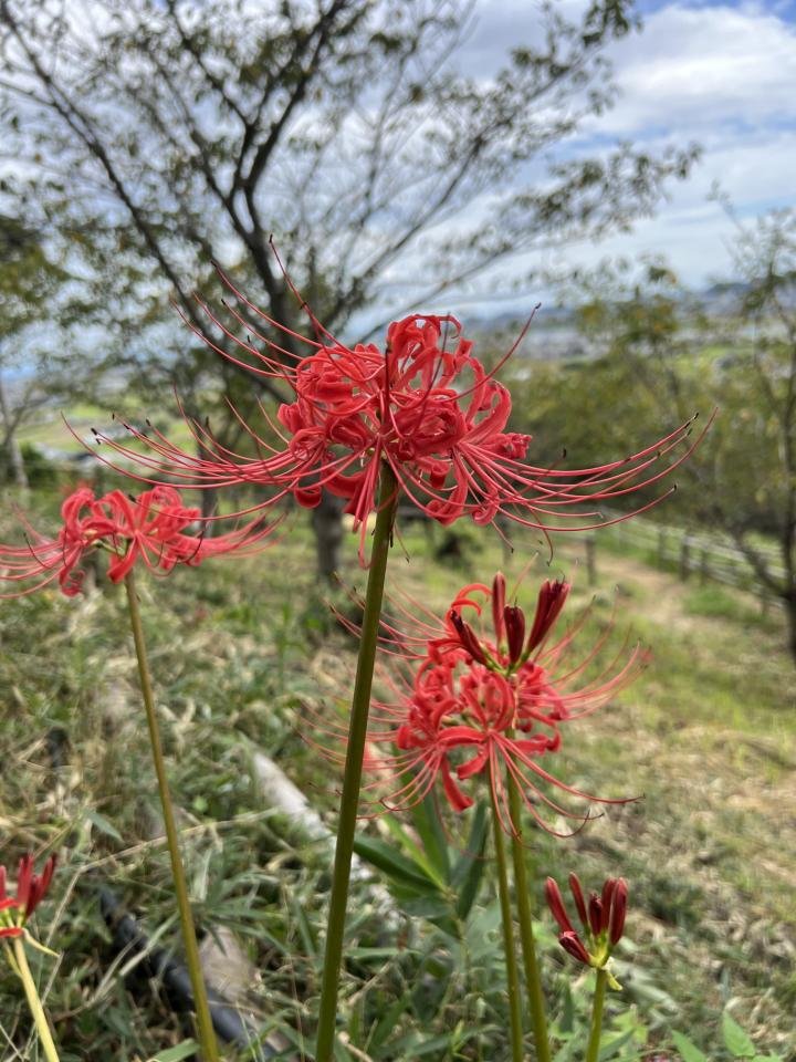 10-5岩脇城址