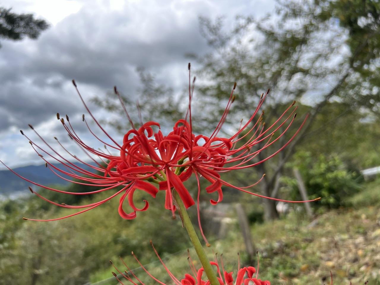 10-5岩脇城址