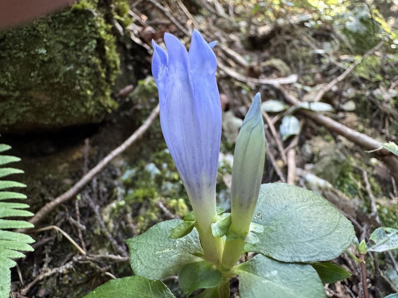 10-15中津峰