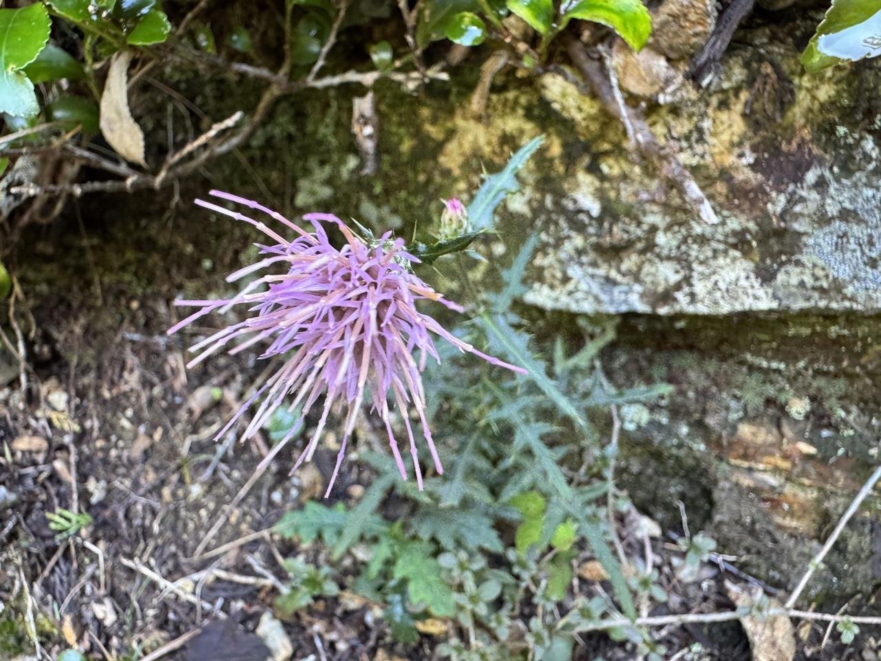 10-15中津峰